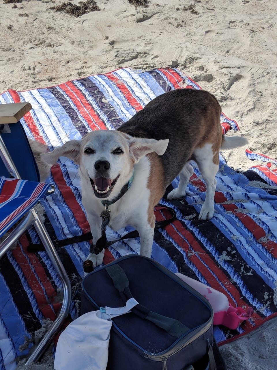 charlie enjoying the beach