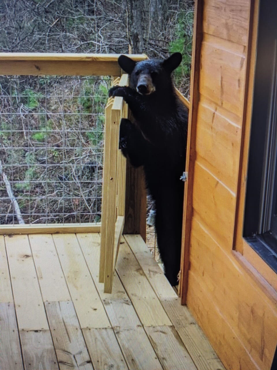 Blacky! comes every day