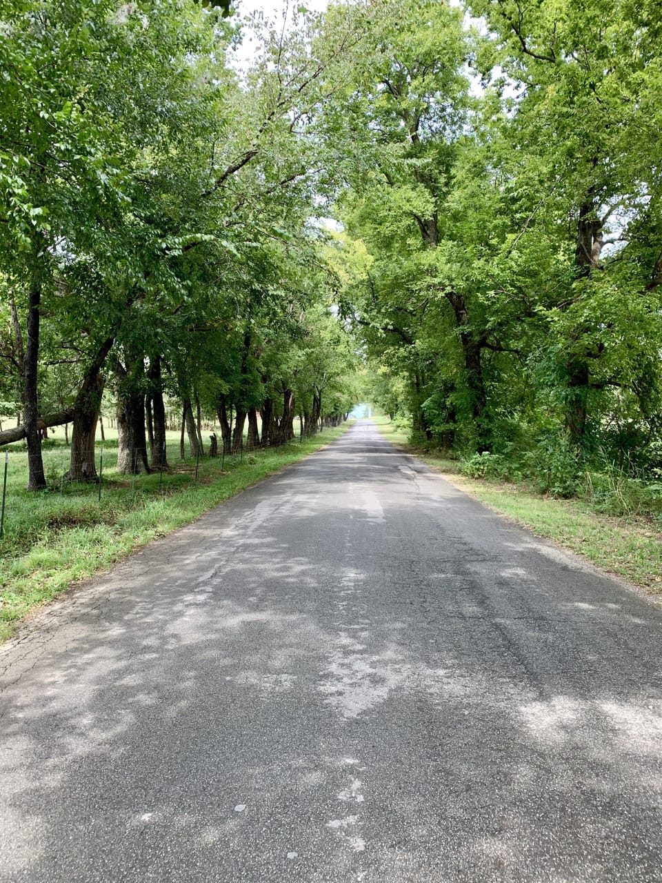 Tree covered road to the lake house. 