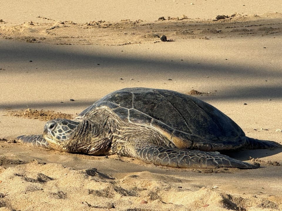 Turtle at Poipu Beach