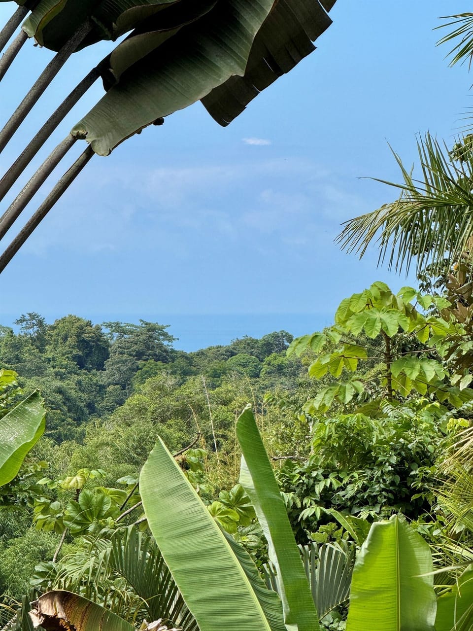 Ocean views peeking through the vibrant tropical canopy