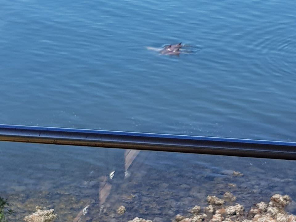 These friendly locals are often sighted from our balcony all year round.