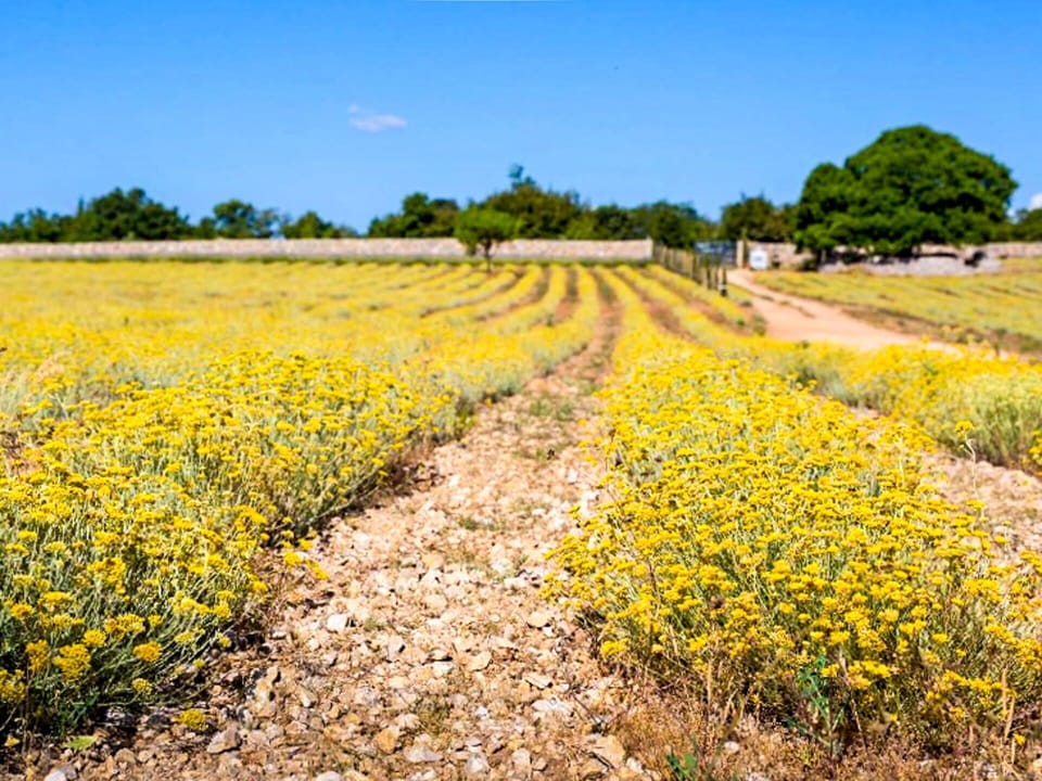 Flower, Sky, Plant, Plant Community, Natural Landscape, Tree, Agriculture, Grass, Cloud