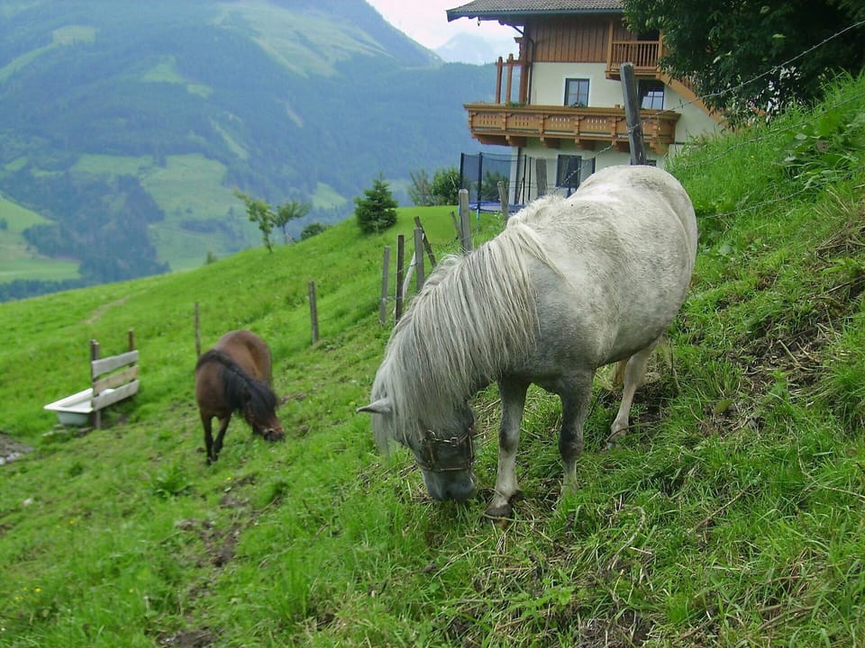 Plant, Green, Mountain, Natural Landscape, Grass, Tree, Grassland, Grazing, Groundcover