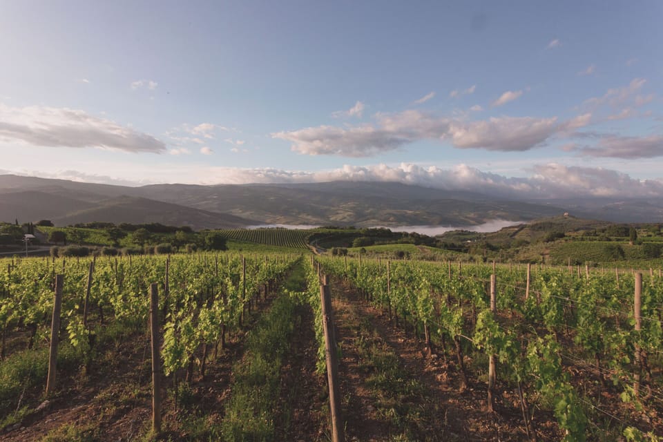 Vineyard view