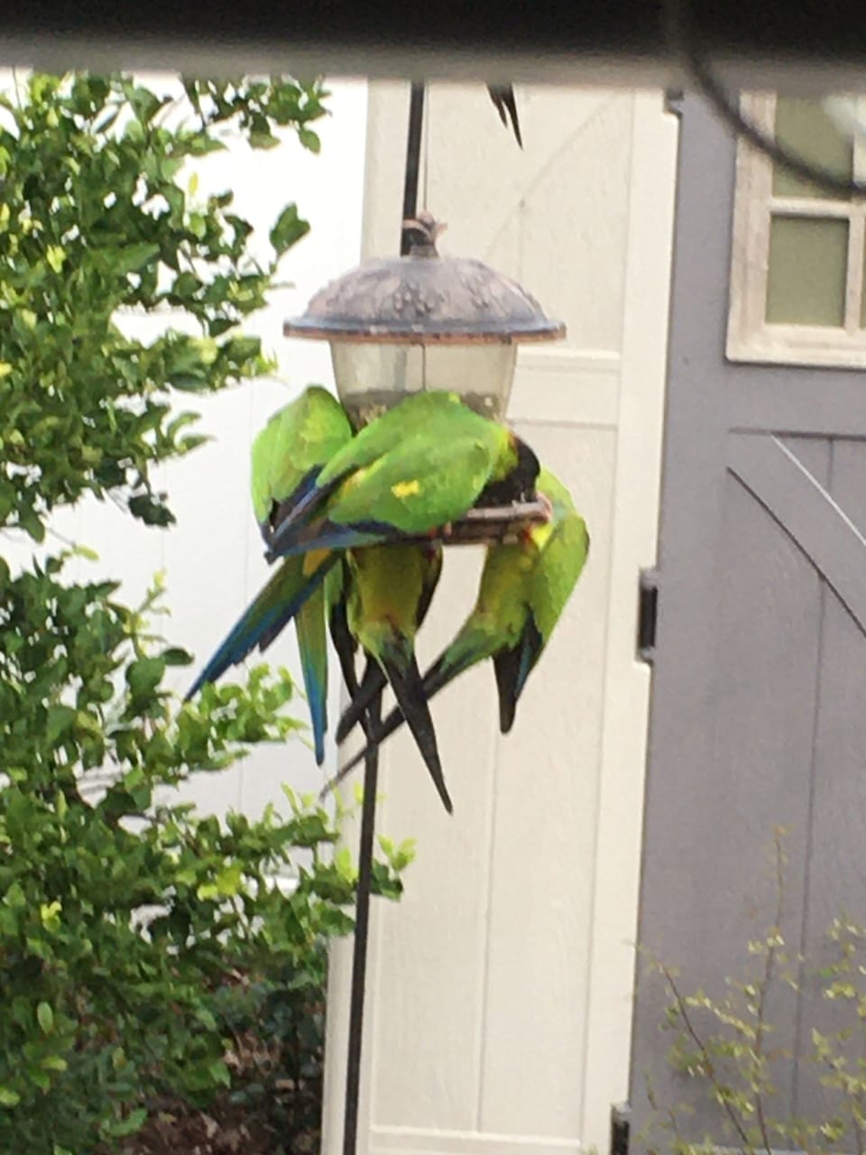 Wild parrots have been known to visit. 