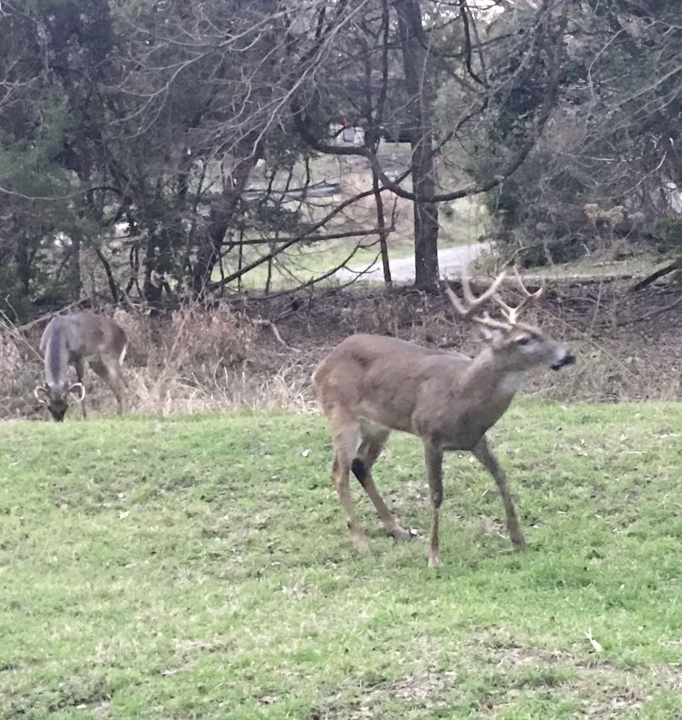 Watch the deer walk right thru the yard