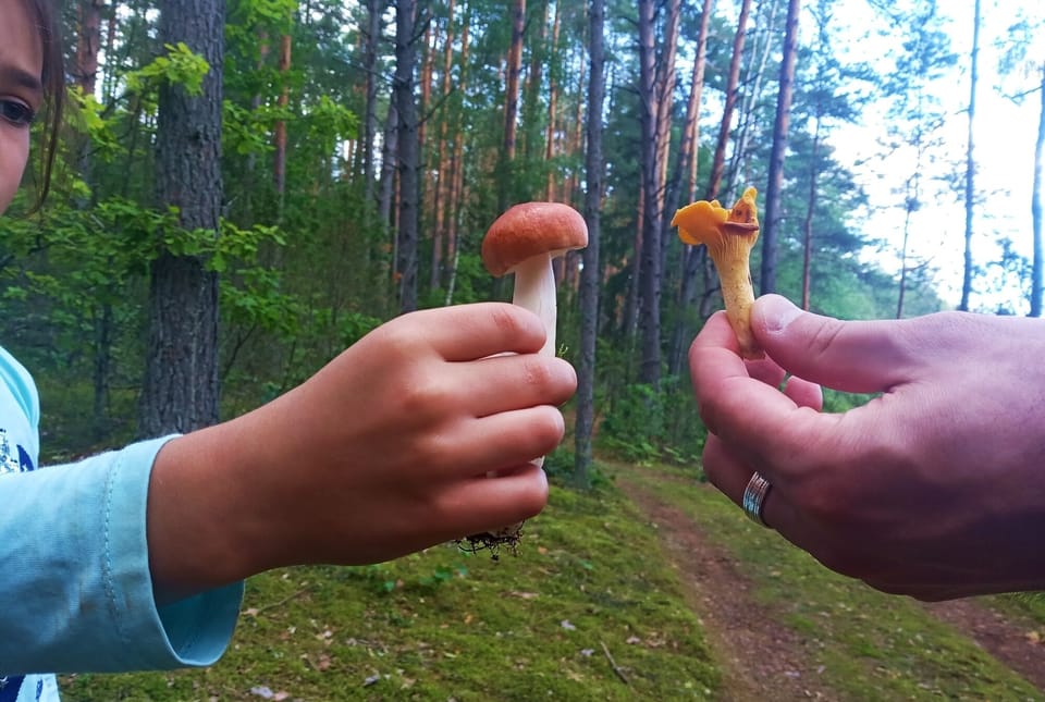 Mushroom foraging tours organized by the owners of villa "Dzūkijos uoga"