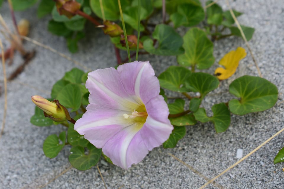 Chalet | Property grounds