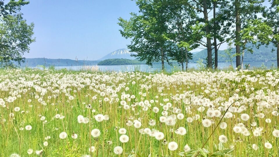 early summer dandelion