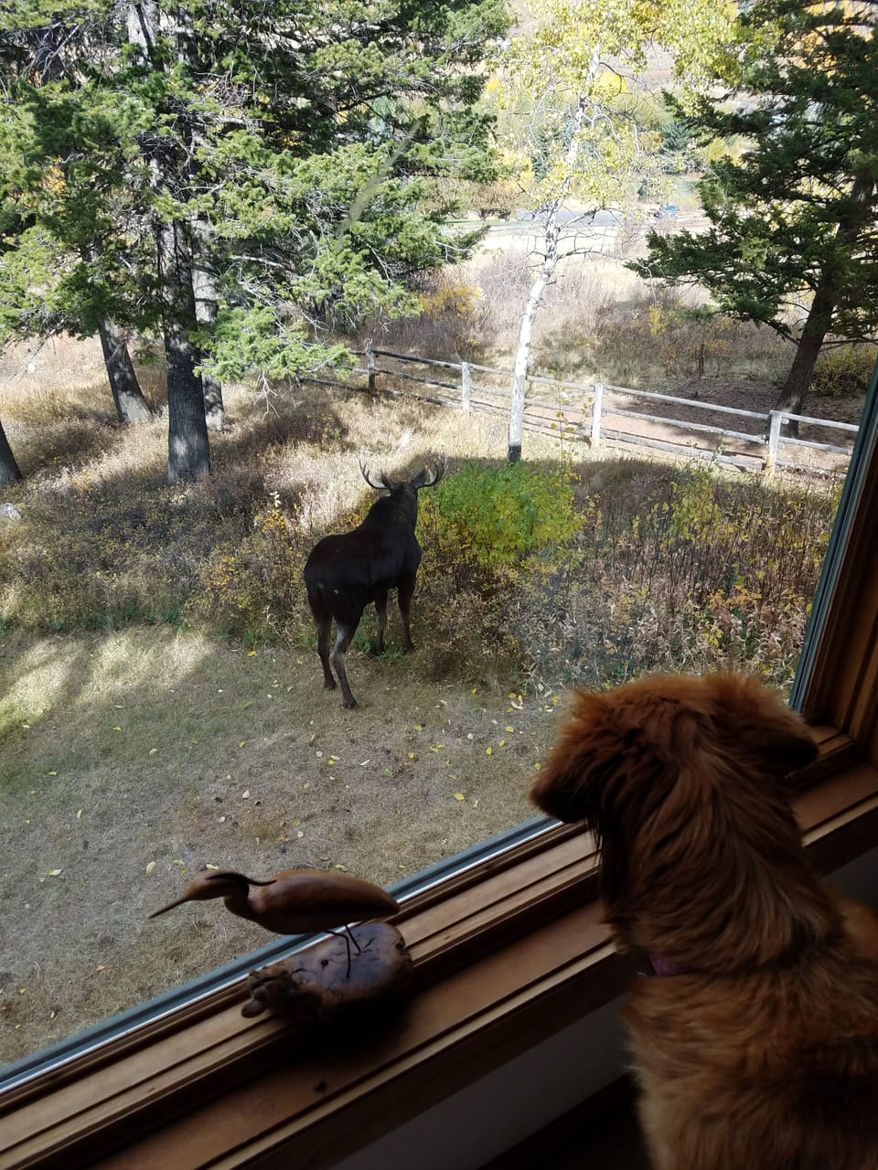 Moose in the yard. Pet friendly.
