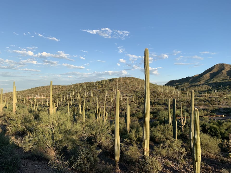 Saguaros as far as the eye can see!