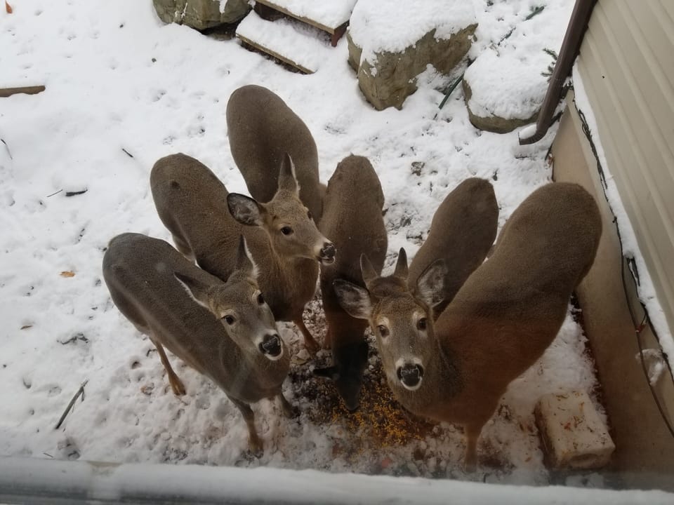 Friendly deers coming over to say "Hi" 