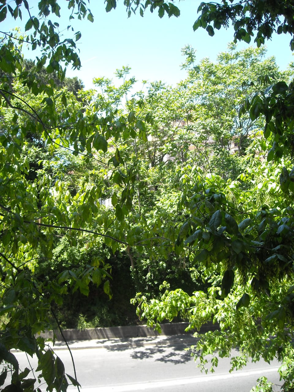 Deluxe Room | View from room
