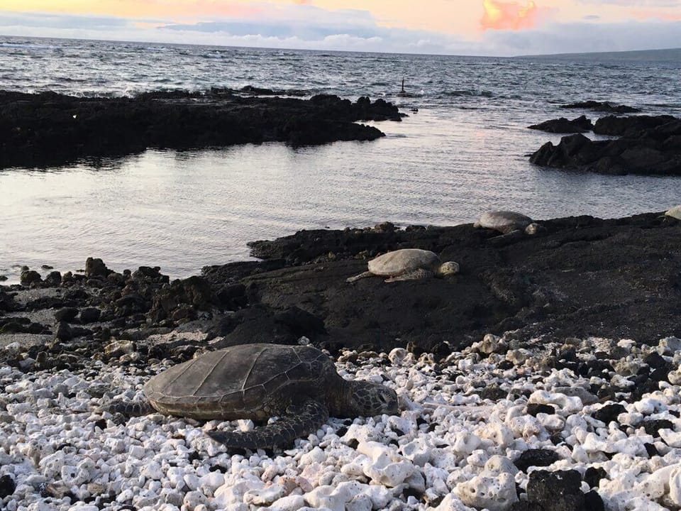 Sea turtles 