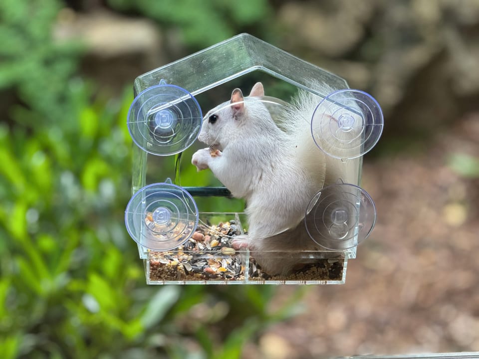 The elusive white squirrel in our window mounted birdfeeder!