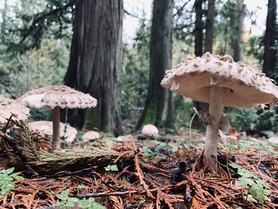 A treat for those that make it through all our photos. You mushroom with us! :) 