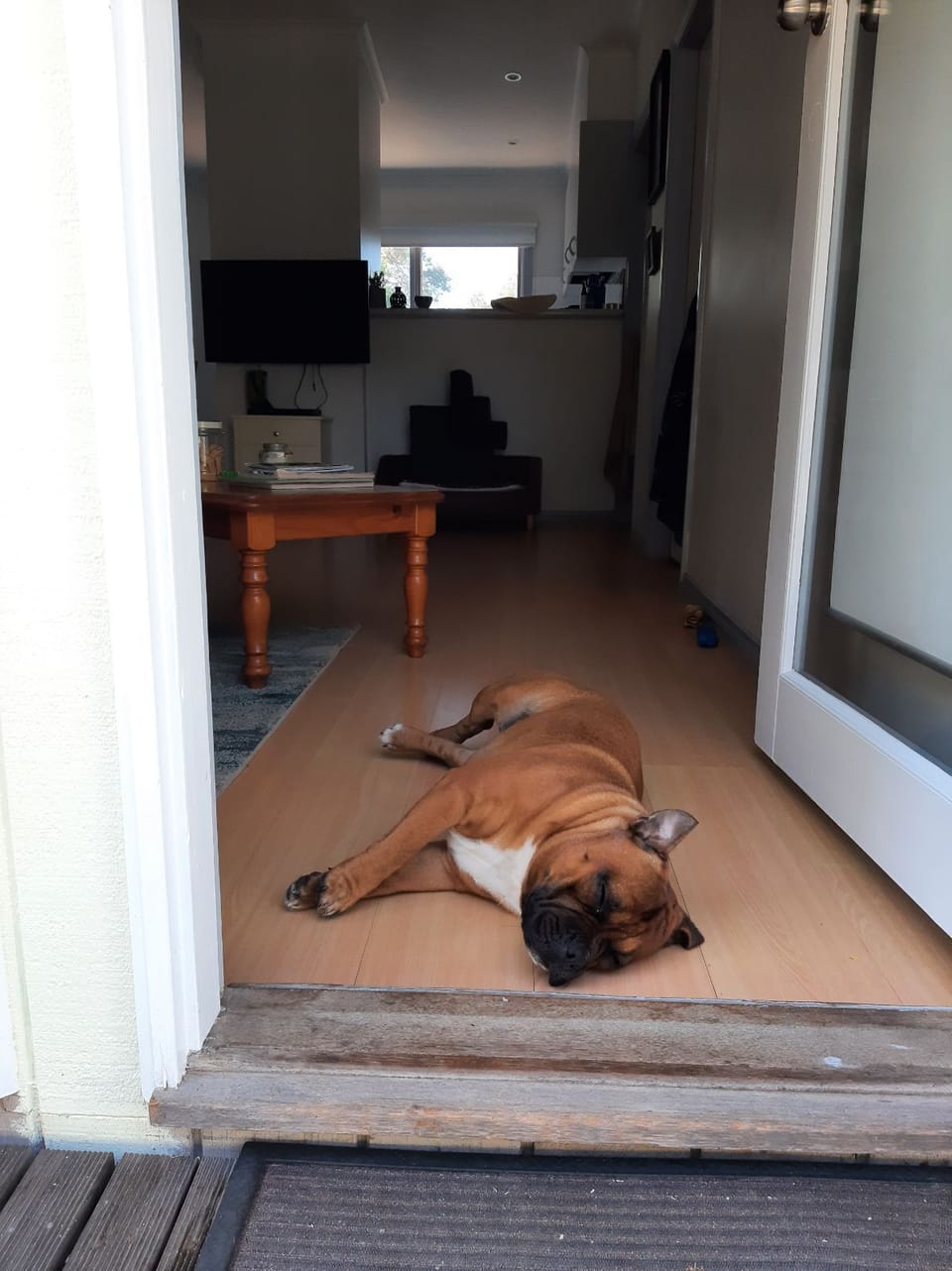 Please bring your dogs like Manchester resting after exploring ❤️