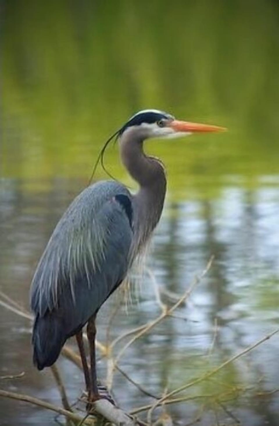 Blue Heron