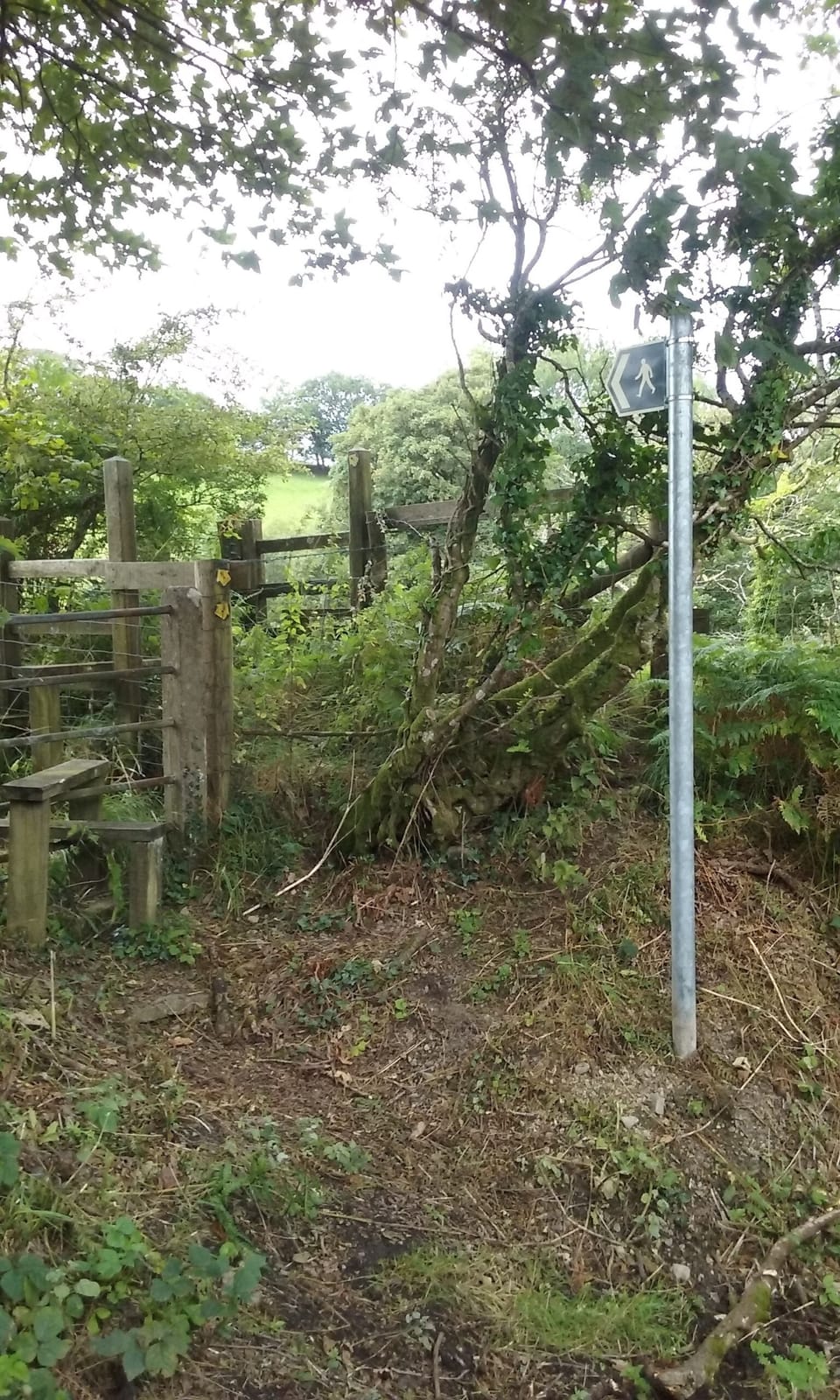 Local walk