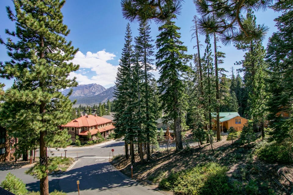 Tree, Fir, Outdoors, Road