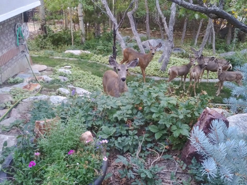 Our neighborhood gang