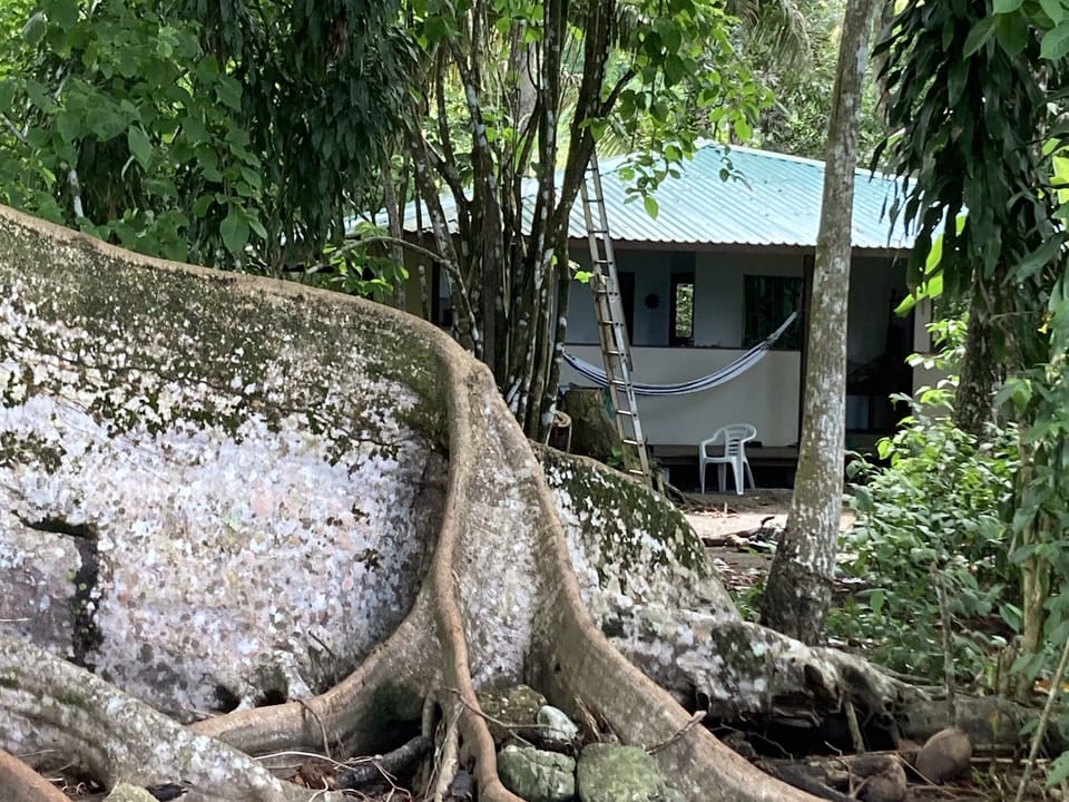 Strangler fig and casa