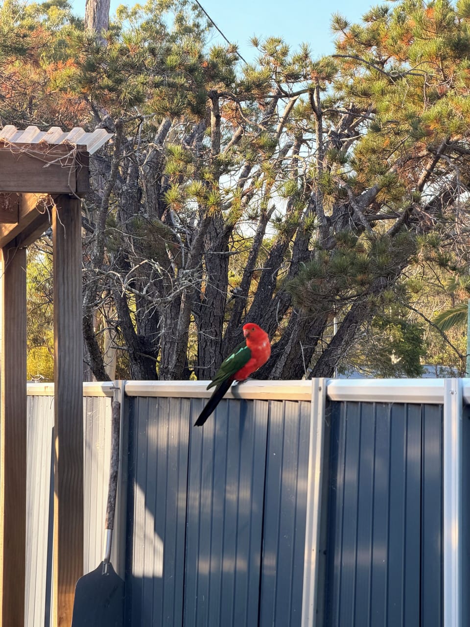 King parrot from alfresco