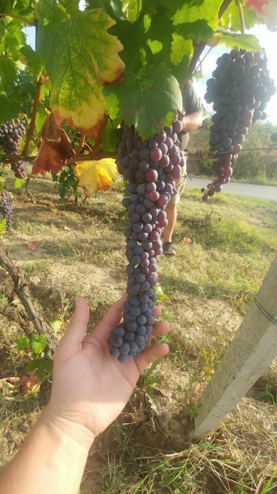 Winery