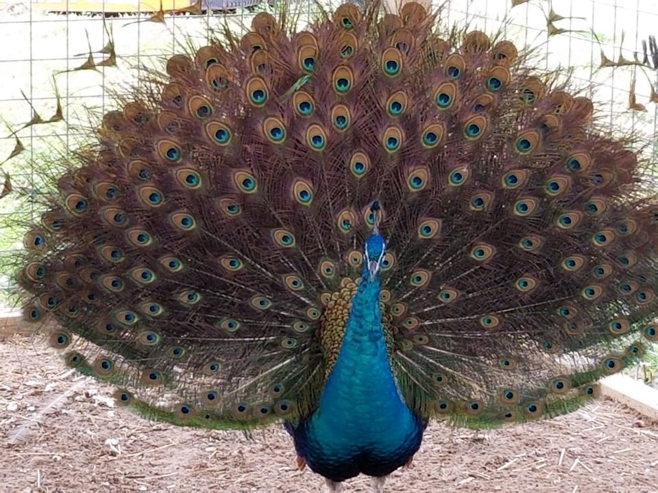 One of the many Peacocks on the property...