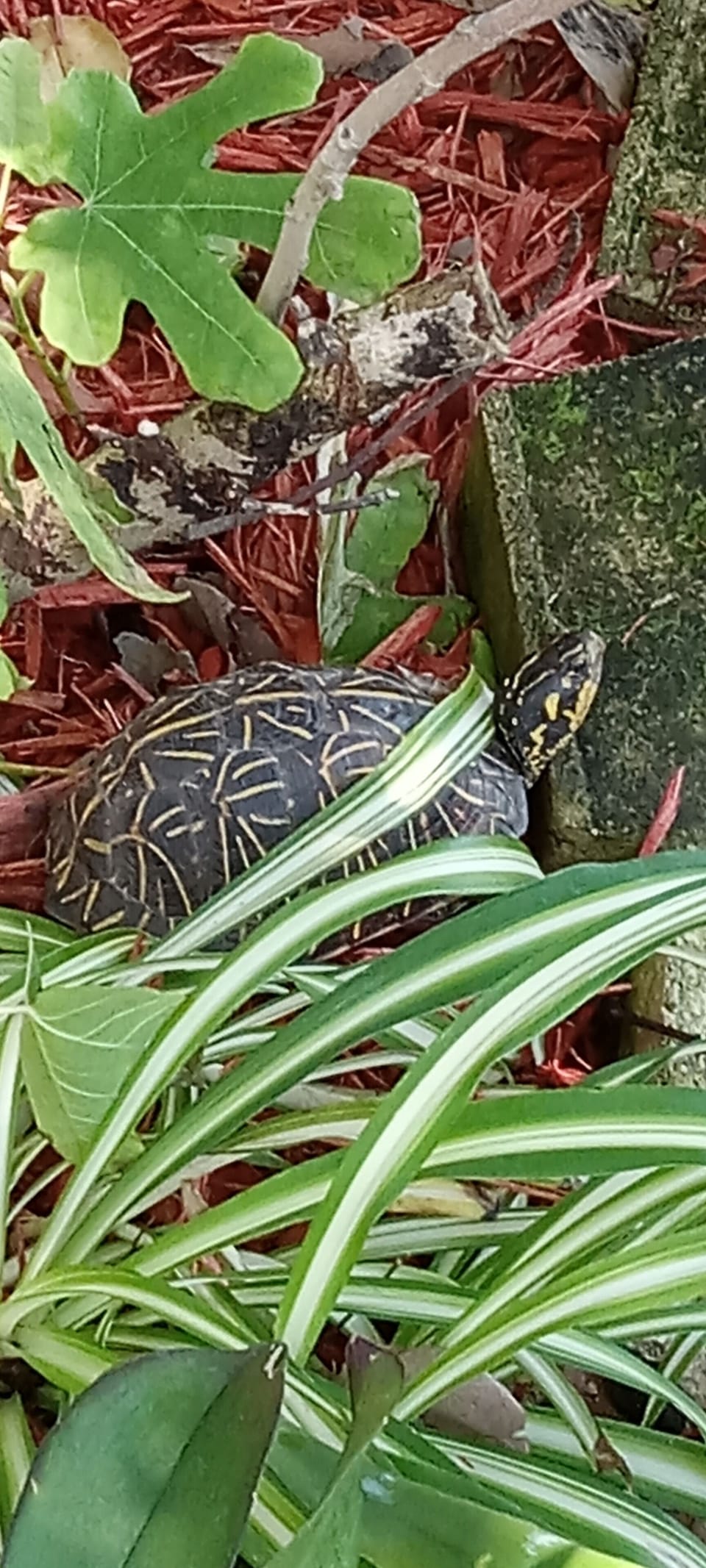 Florida wild Terrapin Turtles seen walking around  property. 