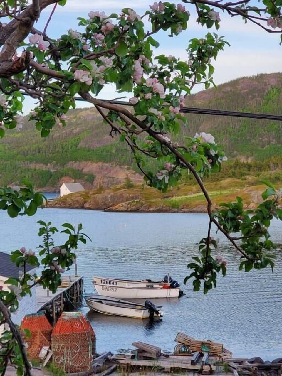 View from the bridge, through the apple blossoms.