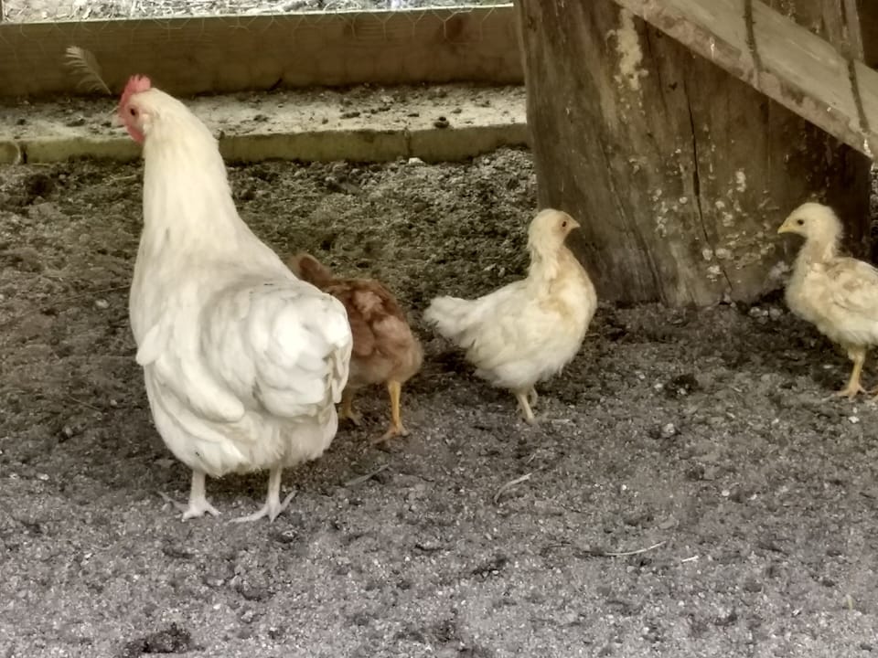 Amelie, our best brooder and some new chicks ...