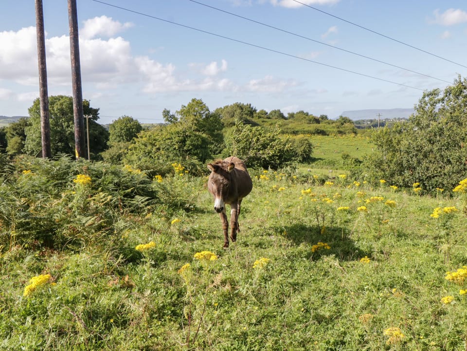 Cottage | Property grounds