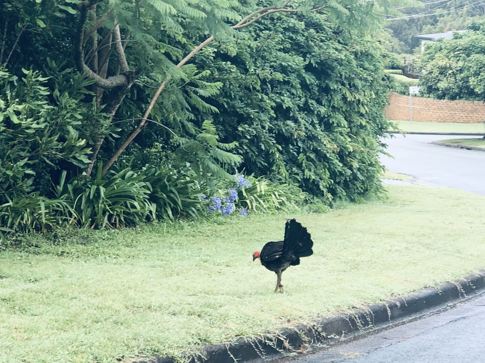 Local wildlife