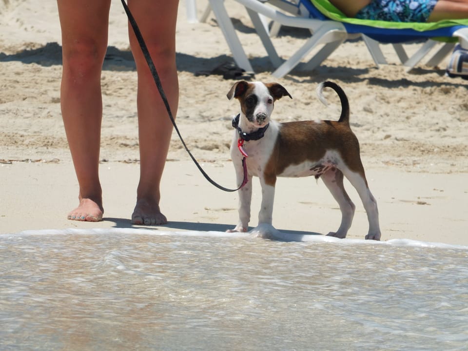 Walking a Potcake puppy on the beach!  They won't go in the water?!!