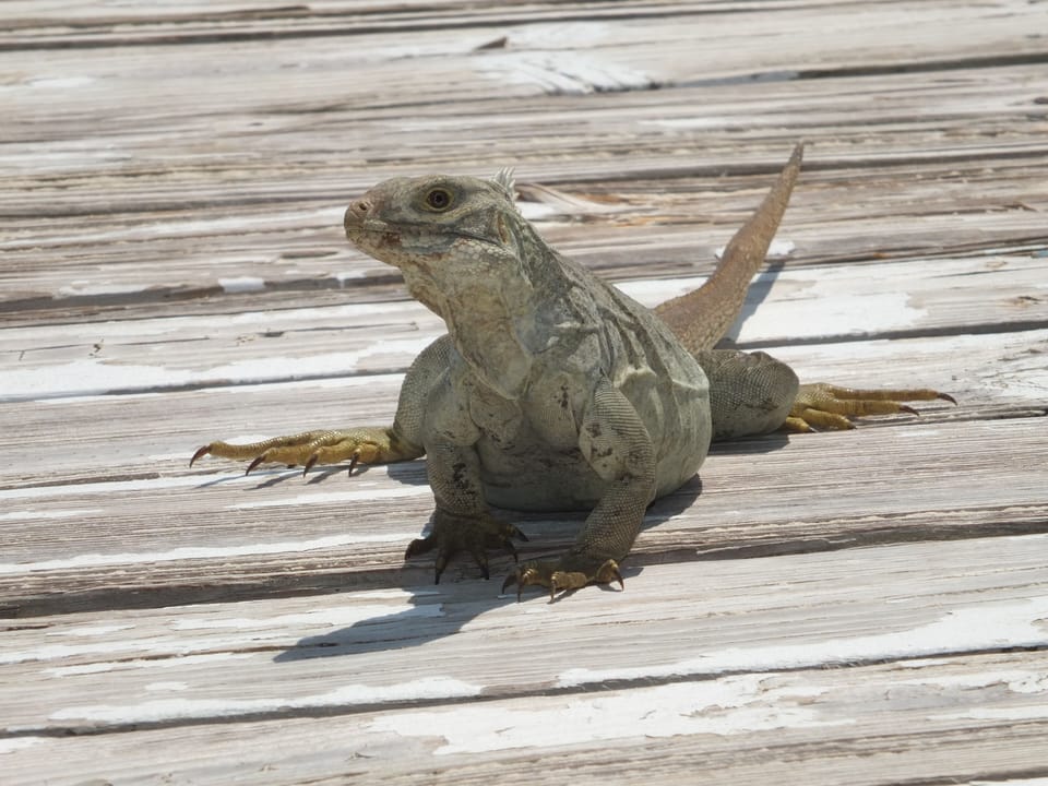 The mini dinosaurs (iguanas) on Little Water Cay, aka Iguana Island!!