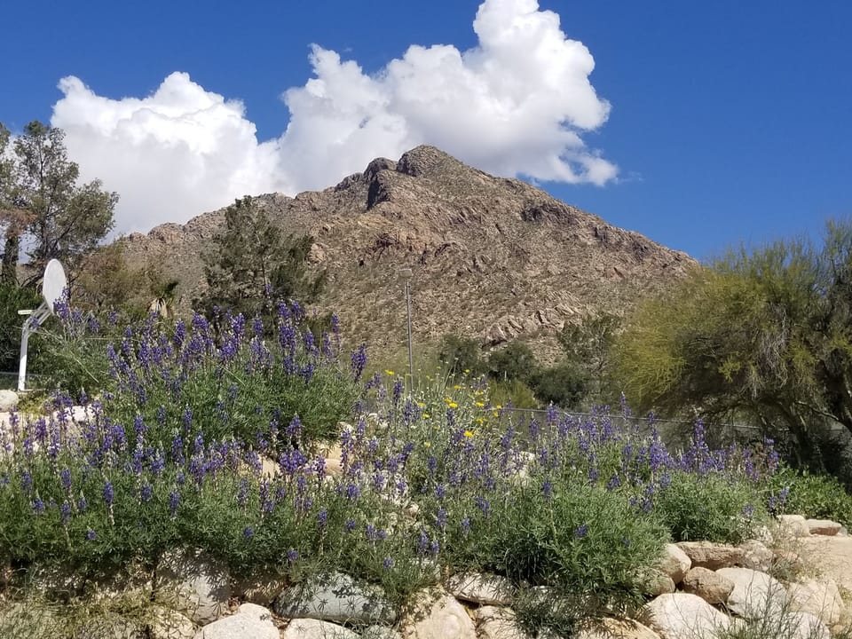 Beautiful Location - near shopping but tucked back against Pusch Ridge