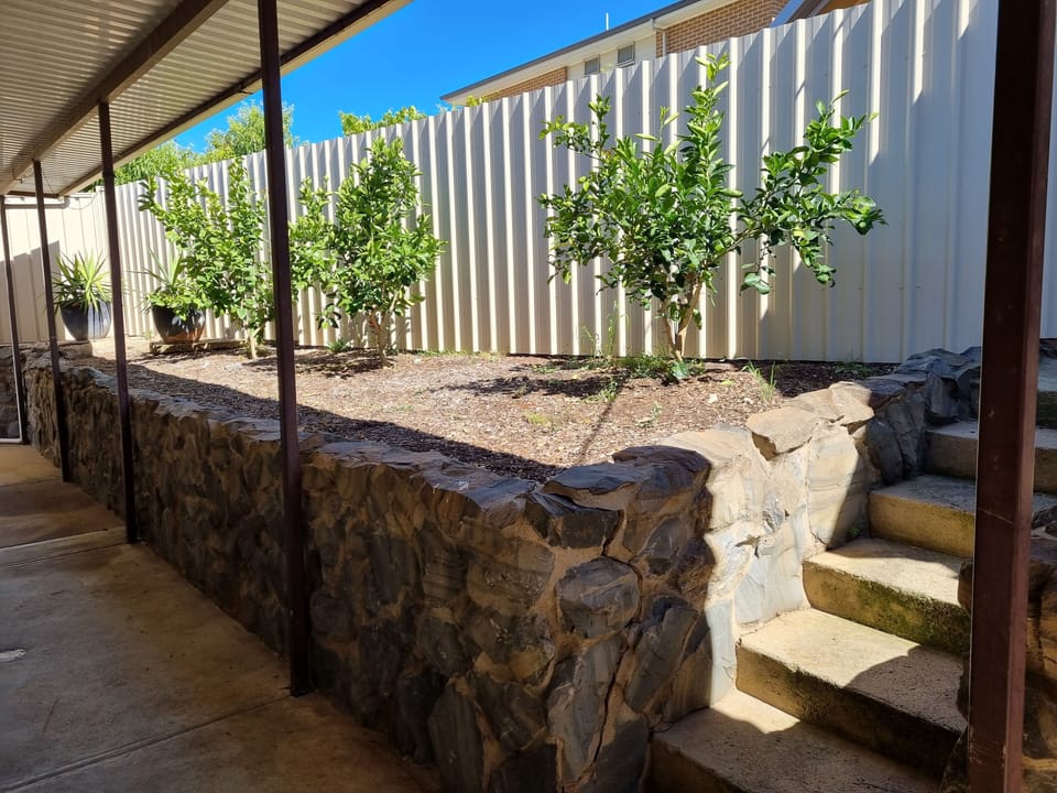 Back Yard, Tangelo, Lime and Lemon Trees