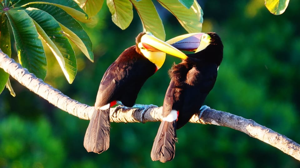 Trevor and Tanisha Toucan - daily visitors