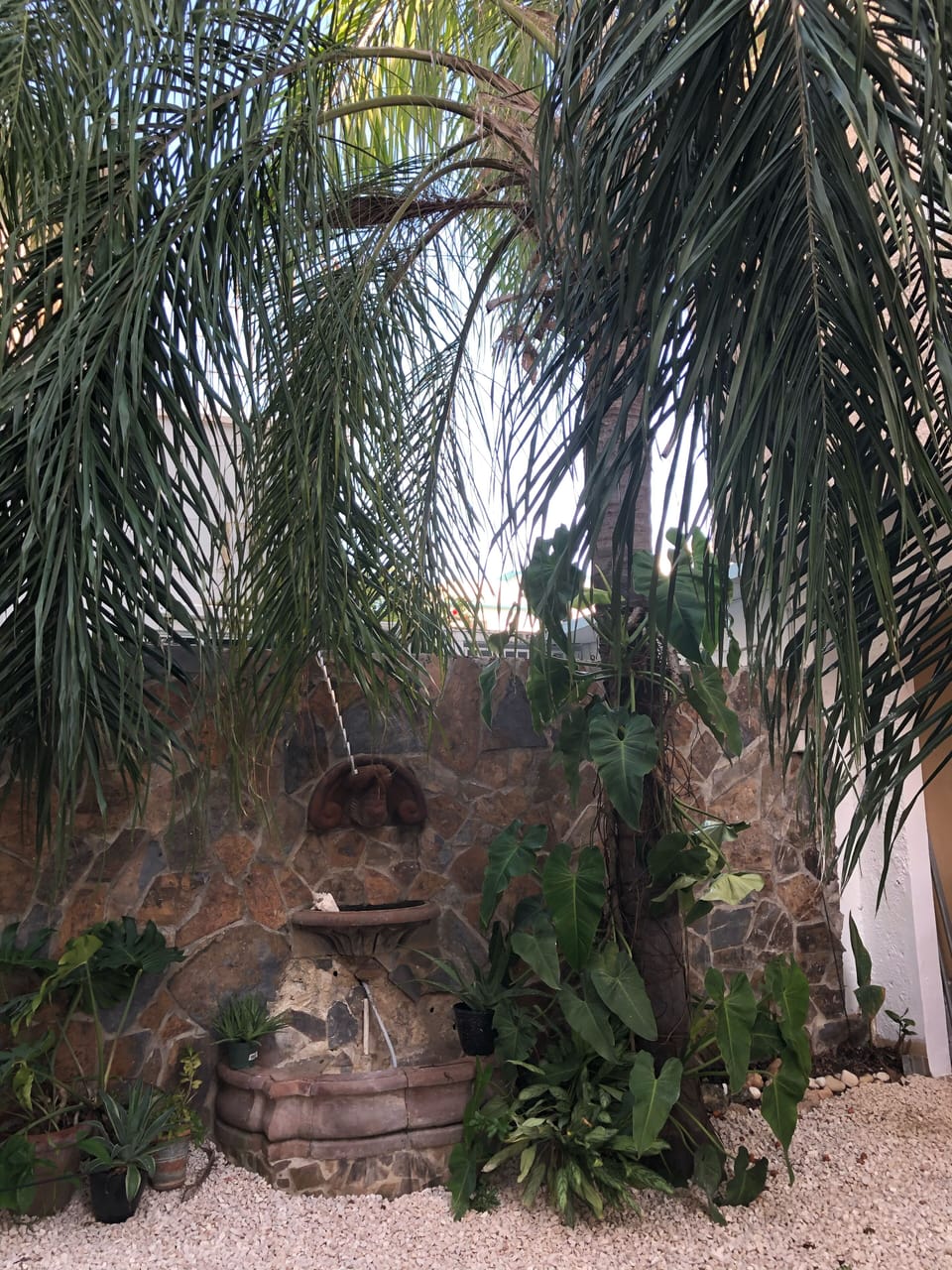 Garden full of tropical plants