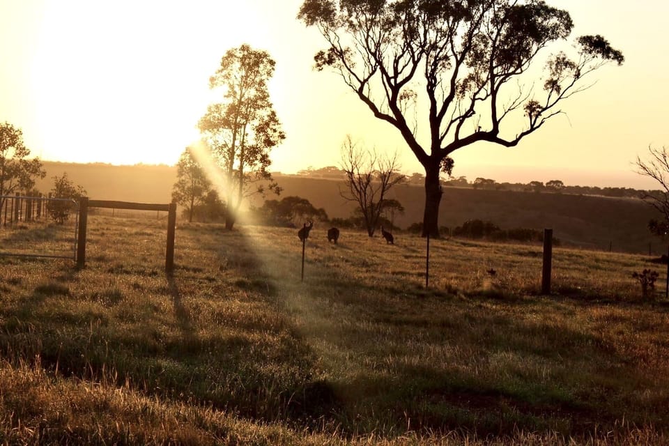 Kangaroos enjoying a grazing in our paddock 