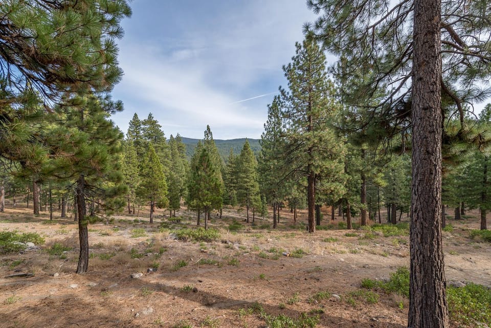 Forested backyard