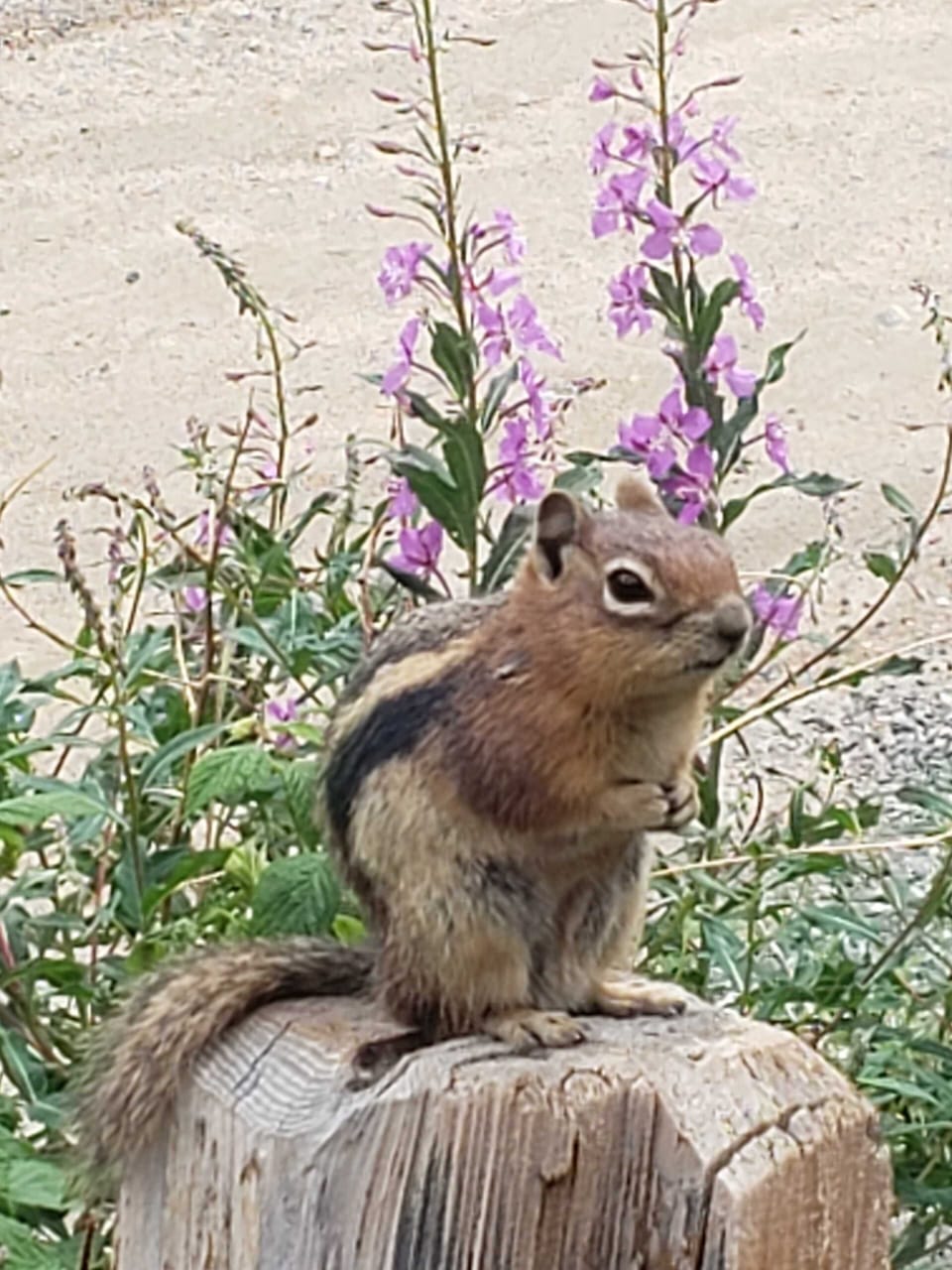 One of our friendly ground squirrels