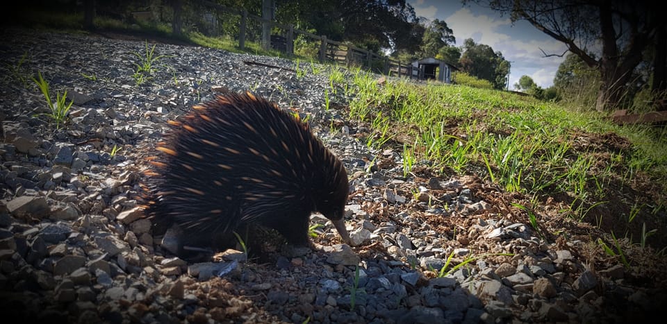 Eric the Echidna