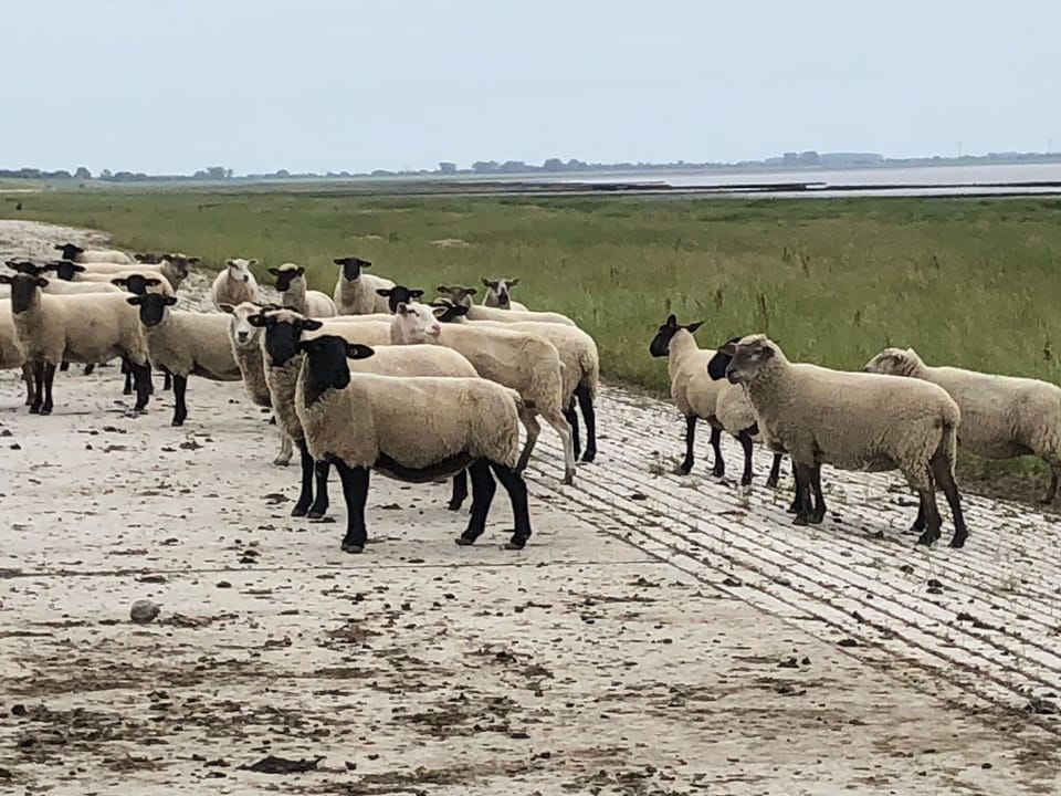 Holiday house Wattkieker on the North Sea House in Schleswig-Holstein