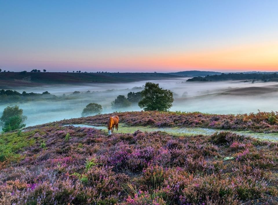 Beautiful purple heather at its best during the Autumn months