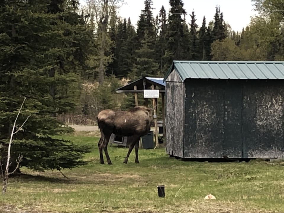 Momma Moose on the property Spring of 2019