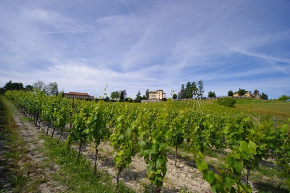 Vineyard