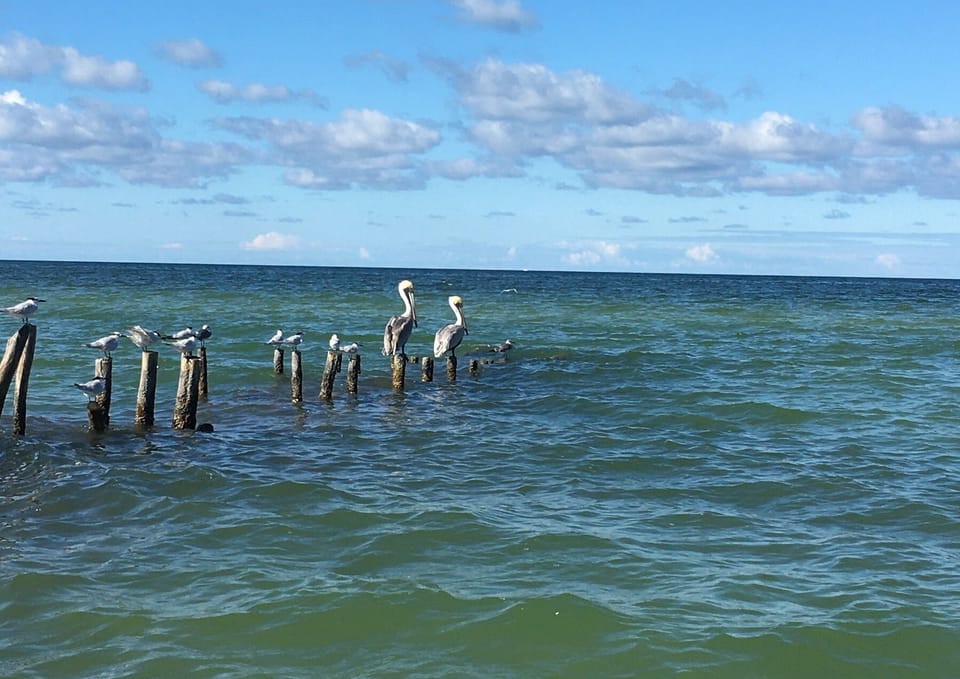 Pelicans dive out front for their meals.